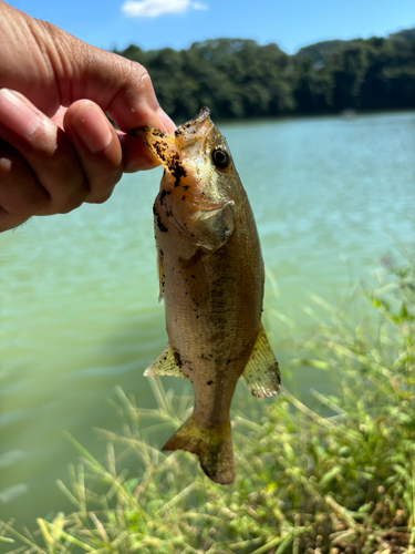 ラージマウスバスの釣果