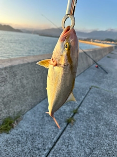 カンパチの釣果