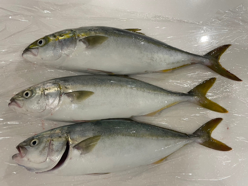 ツバスの釣果