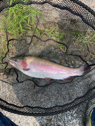 ニジマスの釣果