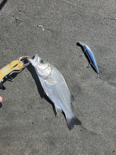 セイゴ（マルスズキ）の釣果