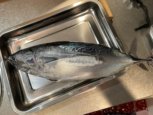 ヒラソウダの釣果