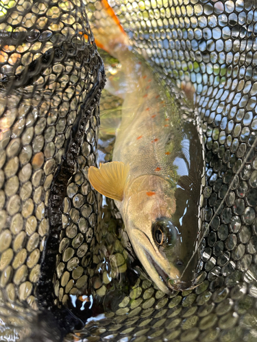 アマゴの釣果