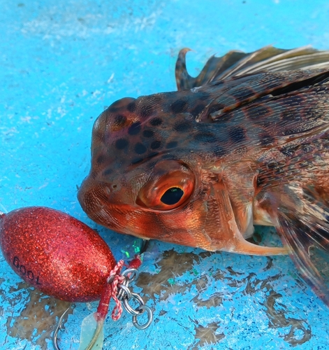 セミホウボウの釣果