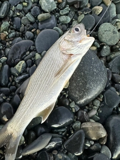 イシモチの釣果