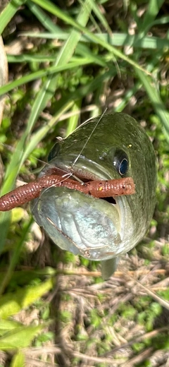 ブラックバスの釣果