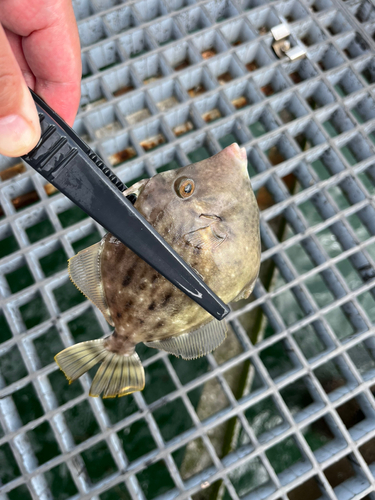 カワハギの釣果