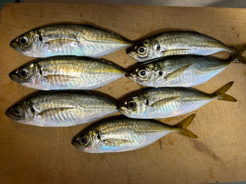 アジの釣果