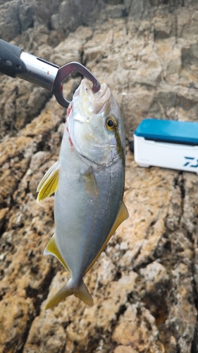 ショゴの釣果