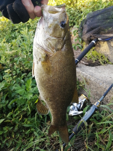 スモールマウスバスの釣果