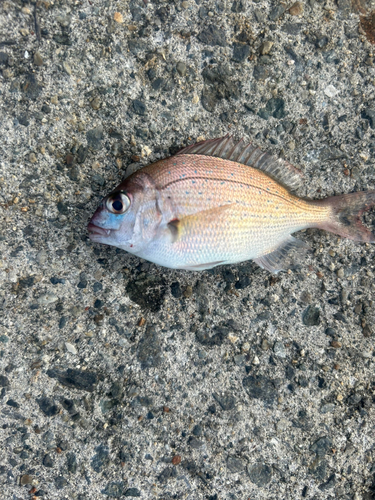 チャリコの釣果