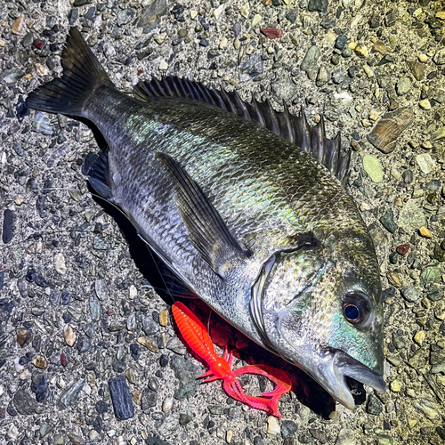 チヌの釣果