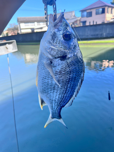 キビレの釣果