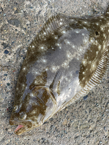 ソゲの釣果