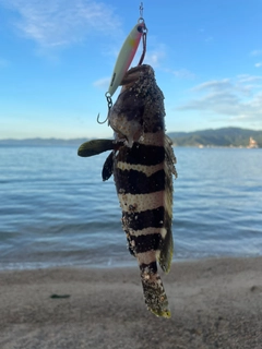 ハタの釣果