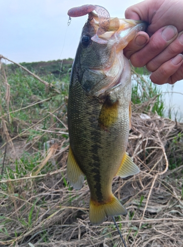 ラージマウスバスの釣果