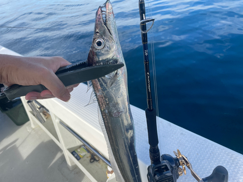 タチウオの釣果