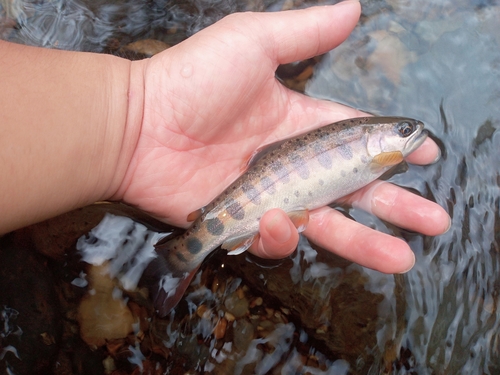 ヤマメの釣果