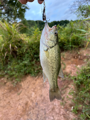 ラージマウスバスの釣果