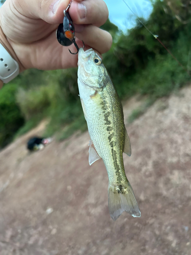 ラージマウスバスの釣果