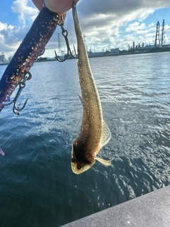 マゴチの釣果