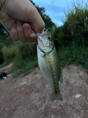 ラージマウスバスの釣果