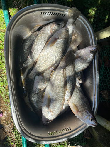 イシモチの釣果