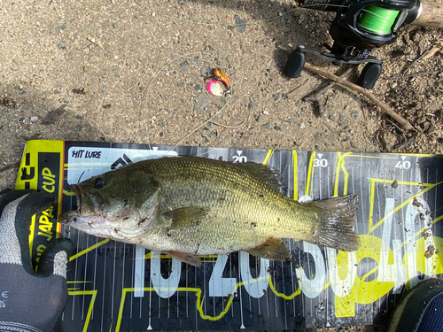 ブラックバスの釣果