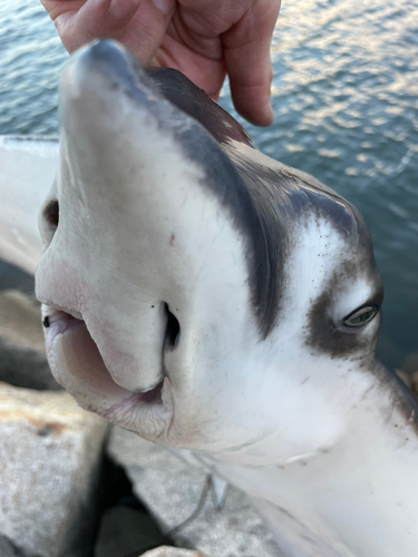 ナルトビエイの釣果