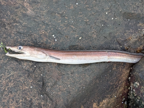 ハモの釣果