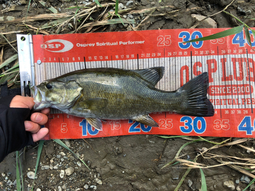 スモールマウスバスの釣果