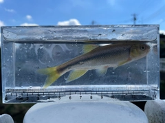 カワムツの釣果