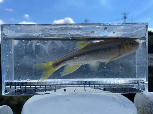 カワムツの釣果