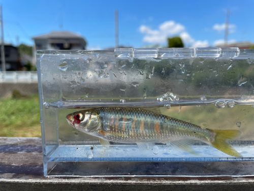 オイカワの釣果