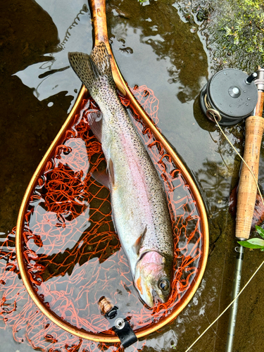 ニジマスの釣果