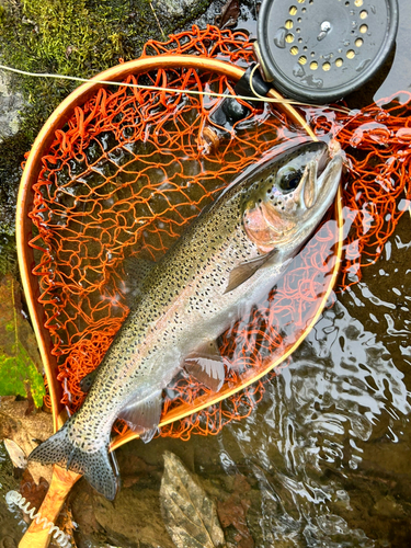 ニジマスの釣果