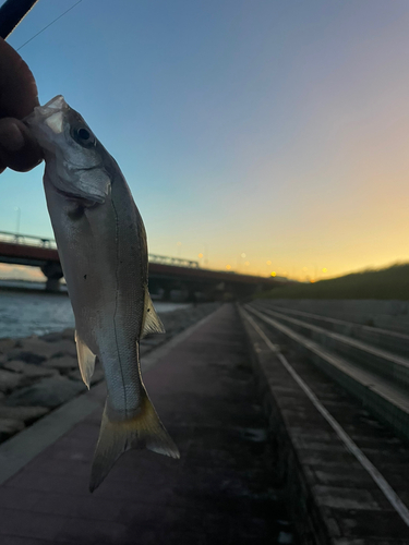 セイゴ（マルスズキ）の釣果