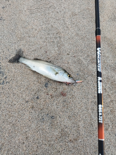 セイゴ（マルスズキ）の釣果