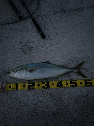 ワラサの釣果