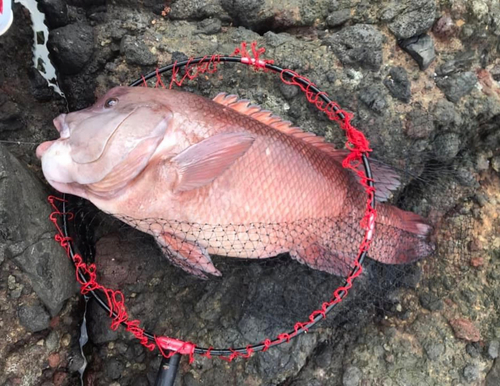 コブダイの釣果