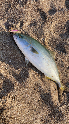 イナダの釣果