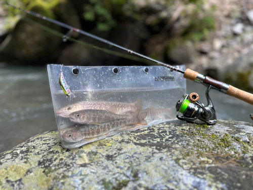 イワナの釣果