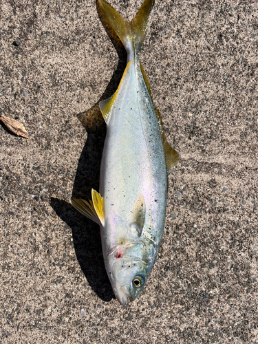 イナダの釣果