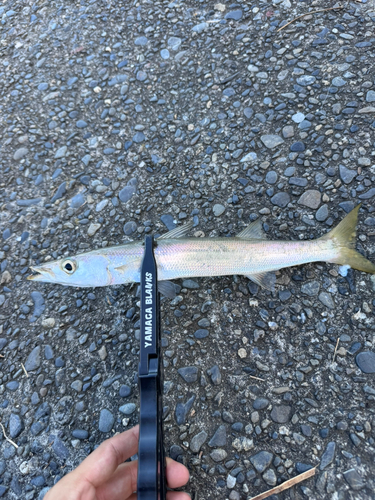 アカカマスの釣果