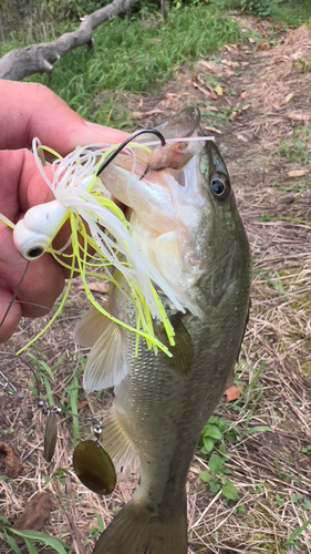 ブラックバスの釣果