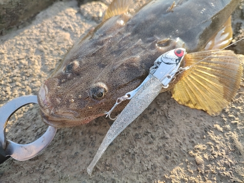 マゴチの釣果