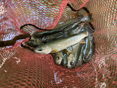 イワナの釣果