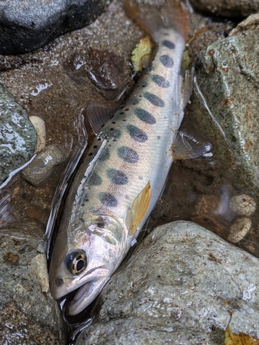 ヤマメの釣果