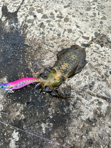 アオリイカの釣果