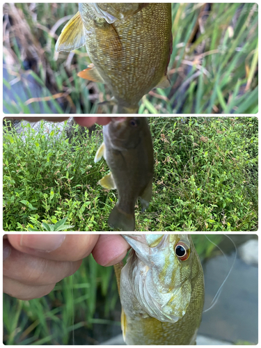 スモールマウスバスの釣果